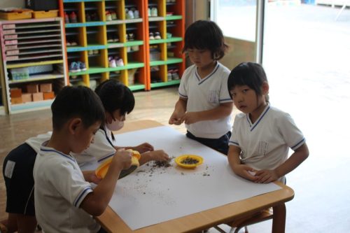 10月7日　ひまわりの種（長）