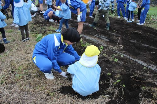 11月5日 お芋掘り